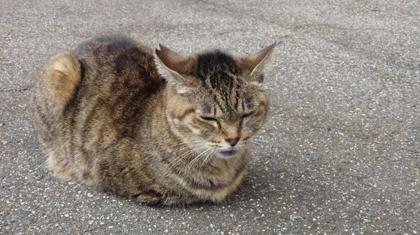 香箱座りでうとうとするあざと可愛い眠り猫 猫,キジトラ,眠り猫の写真素材