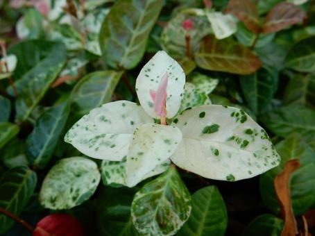 【f花の写真】 ハツユキカズラ 【f花の写真】 ハツユキカズラの写真