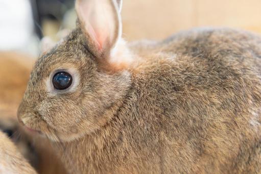 つぶらな瞳が印象的なうさぎちゃん うさぎ,動物,ペットの写真素材