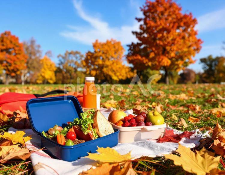 紅葉の公園で楽しむ秋のピクニック ピクニック,公園,落ち葉の写真素材