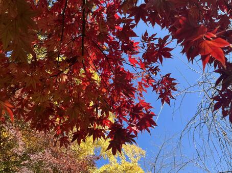 赤い紅葉 紅葉,もみじ,葉の写真素材