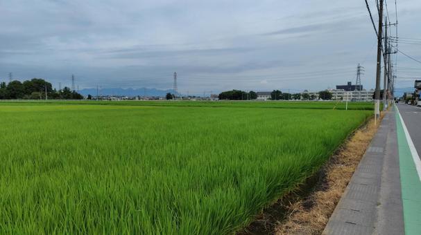 水田の風景#02 水田の風景#02の写真