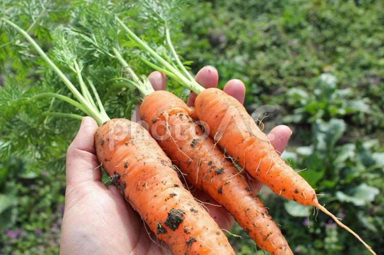 新鮮なニンジン　採れたて野菜 人参,採れたて,新鮮の写真素材