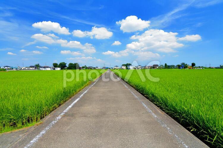 まっすぐ続く田舎の道 まっすぐ続く田舎の道,どこまでも続く道,まっすぐの写真素材