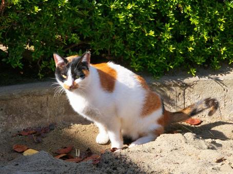砂場と三毛猫 砂場と三毛猫 猫,ねこ,ネコの写真素材