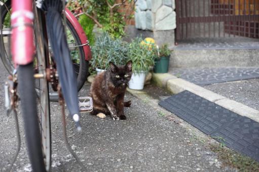 佇む野良猫の写真