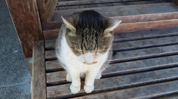 美しいお座り姿を見せるもふもふな眠り猫 猫,キジシロ,眠り猫の写真素材