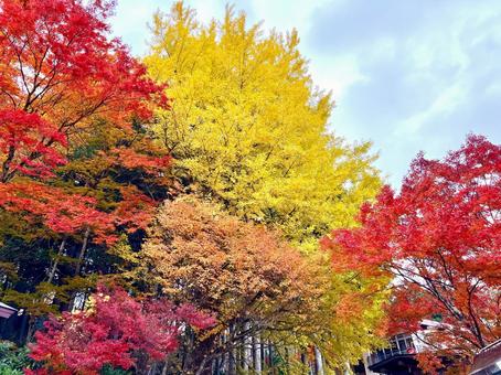 紅葉と空 紅葉,もみじ,秋の写真素材