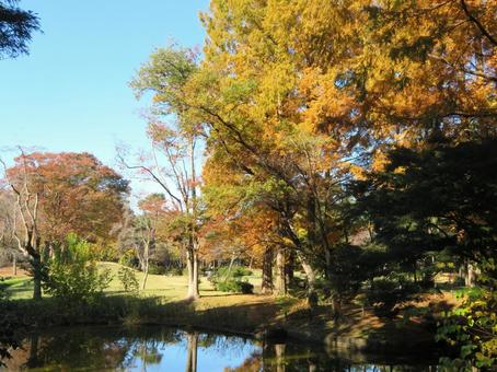 秋の公園風景 秋の公園風景の写真