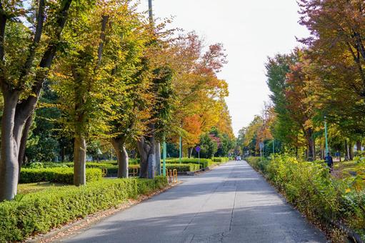 紅葉した並木道 秋,紅葉,風景の写真素材
