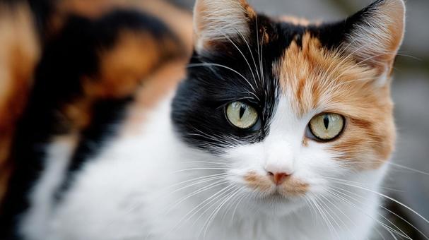 こちらを見つめる三毛猫の写真