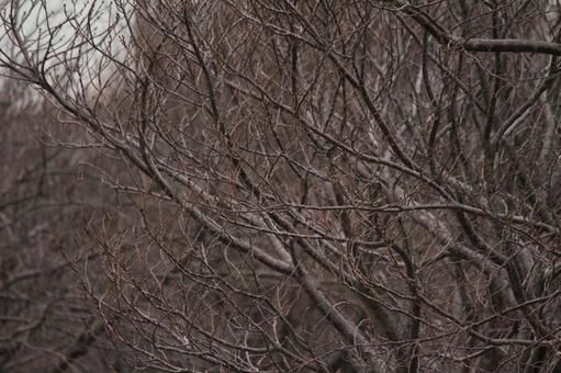 Photo, cherry blossom trees, bud, cherry tree, 