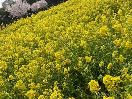 菜の花と桜の風景 菜の花と桜の風景 菜の花,菜種,桜の写真素材