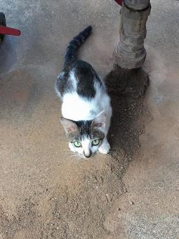 タフ猫 タフ猫の写真