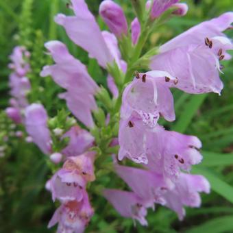 ハナトラノオ（花虎の尾） ハナトラノオ,花虎の尾,花の写真素材