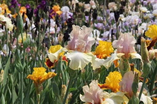 ジャーマンアイリス　咲く風景 鮮やか,ジャーマンアイリス,美しいの写真素材