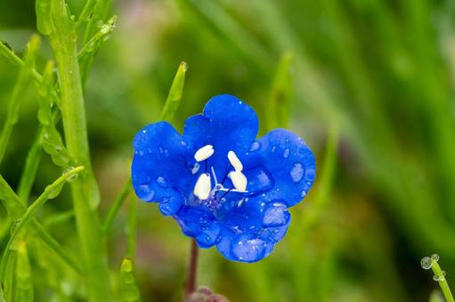 Photo, spring, flower, faseria, 
