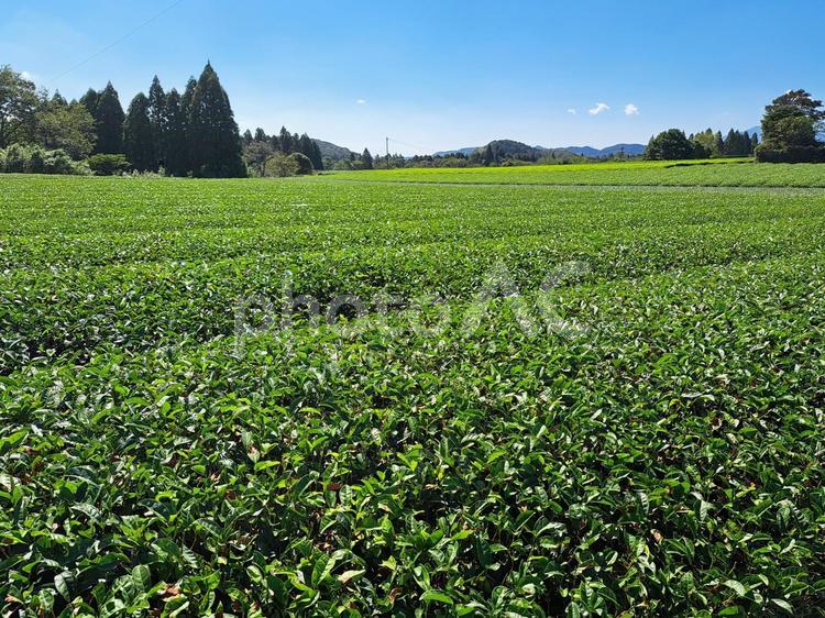 剪定後のお茶畑 畑,成長,茶の写真素材