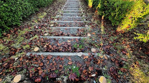 秋の公園の階段の風景 階段,木製,落ち葉の写真素材