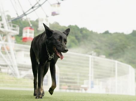 幸せな保護犬 幸せな保護犬の写真