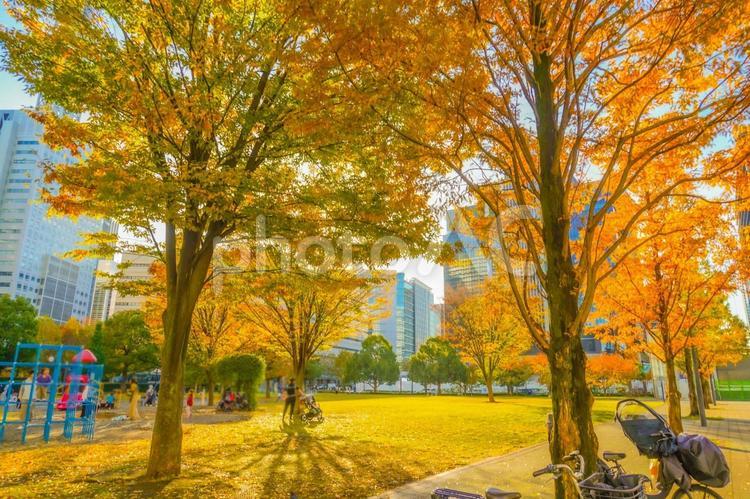 黄金色の横浜の午後 横浜,みなとみらい,秋の写真素材