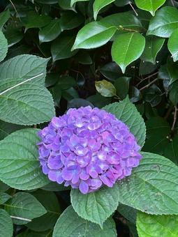 紫陽花 紫陽花の写真