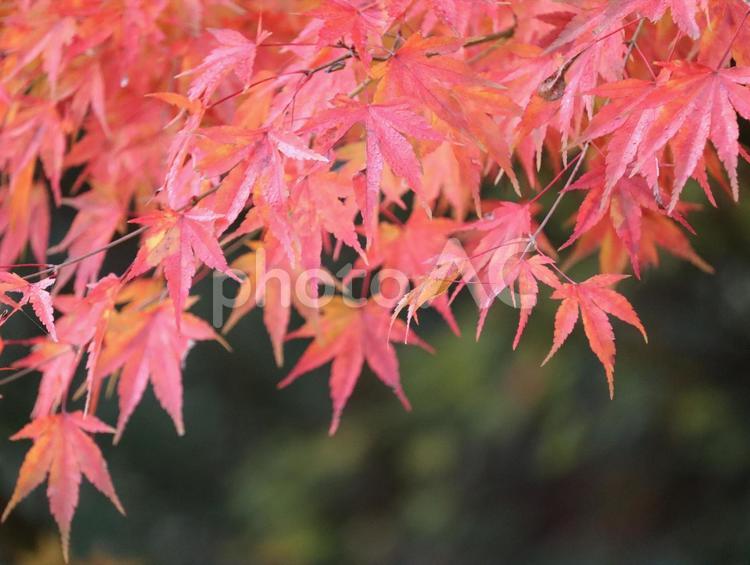 真っ赤に紅葉したもみじのは 美しい,きれい,自然の写真素材