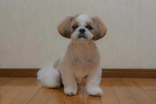 お座りシーズーの写真