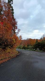 魚沼スカイラインの紅葉と道路 紅葉,道,山の写真素材