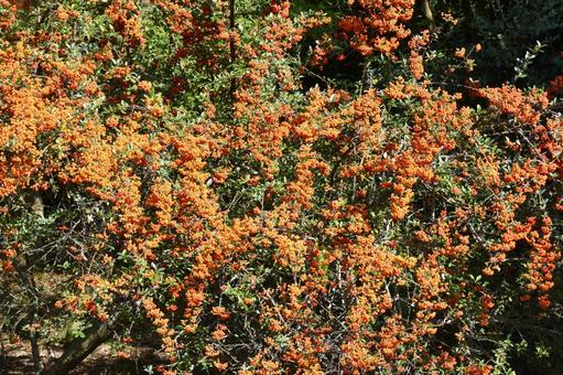 トキワサンザシ(常盤山櫨子) トキワサンザシ(常盤山櫨子) トキワサンザシ,常磐山査子,常盤山櫨子の写真素材