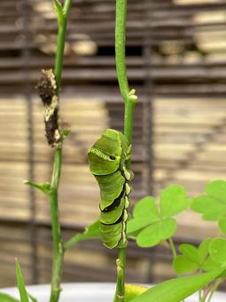 アゲハの幼虫青虫 アゲハの幼虫青虫の写真