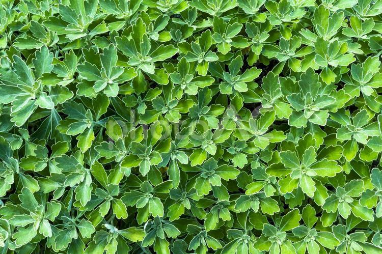 緑の背景　密集した葉　5315 緑,植物,葉っぱの背景の写真素材