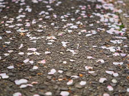 アスファルトの上に散った桜の花びら アスファルトの上に散った桜の花びらの写真