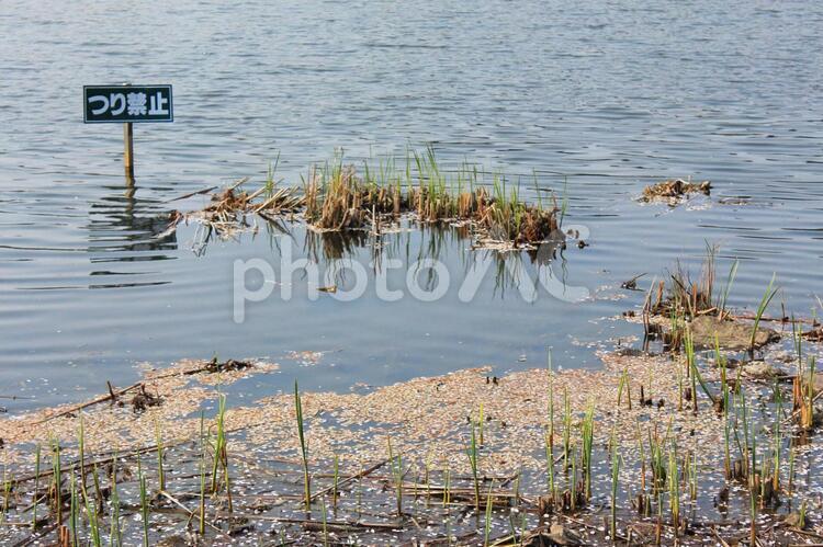 つり禁止 池,水辺,水面の写真素材