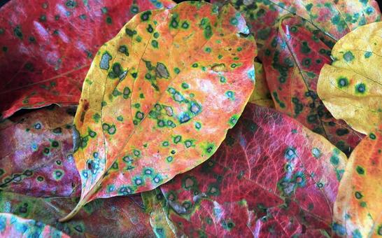 背景素材・紅葉した柿の葉 背景素材・紅葉した柿の葉 柿の葉,紅葉,落葉の写真素材