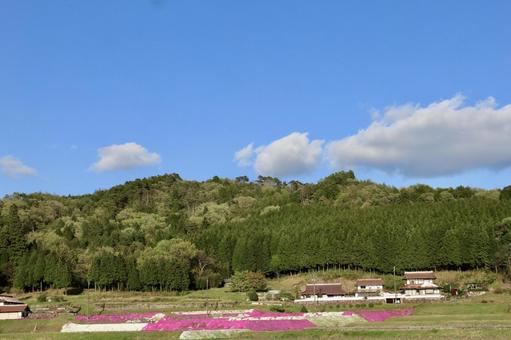 芝桜と里山の風景 芝桜と里山の風景の写真