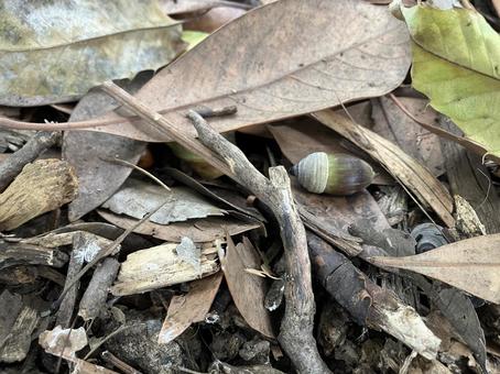 秋のどんぐり拾い 秋のどんぐり拾い 秋,落葉,公園の写真素材