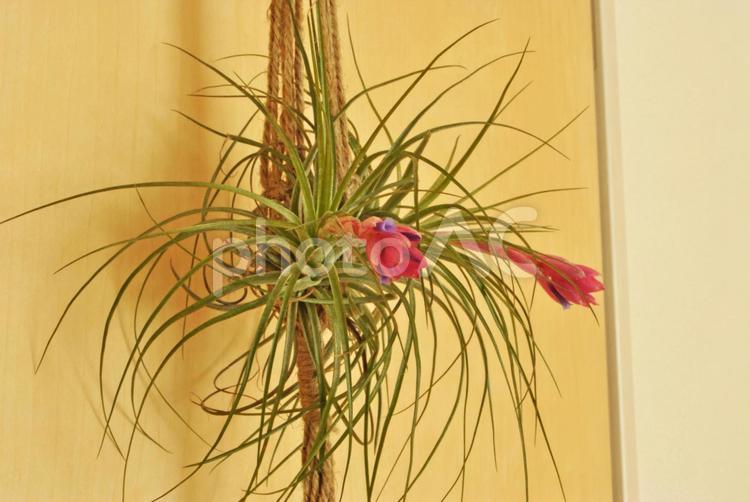 エアプランツの花 エアプランツ,ハンギング,綺麗の写真素材