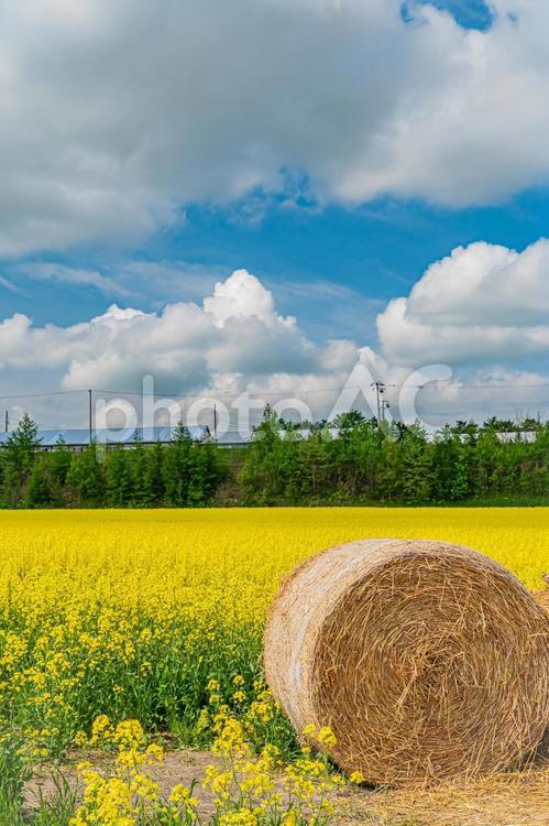 北海道　安平町の菜の花畑 北海道,hokkaido,安平の写真素材