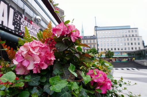 ストックホルムの紫陽花 ストックホルムの紫陽花の写真