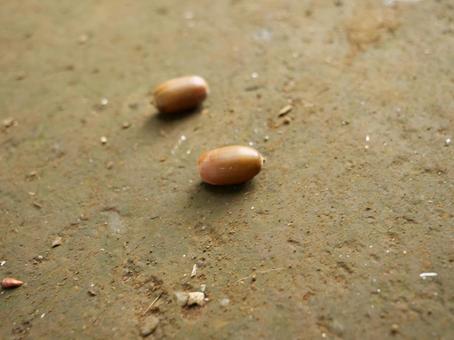 どんぐりの写真