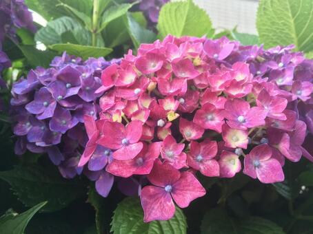 あじさいの写真