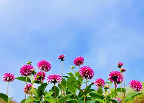 朝霧とピンクのダリアたち ダリア,空,花の写真素材