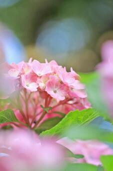 雨上がりの紫陽花 雨上がりの紫陽花の写真