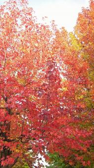 紅葉-1275 紅葉,アメリカ楓,もみじ葉楓の写真素材