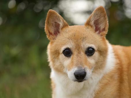 公園で出会ったウェルシュコーギー 公園で出会ったウェルシュコーギー 犬,コーギー,ウェルシュコーギーの写真素材