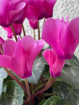花 花の写真