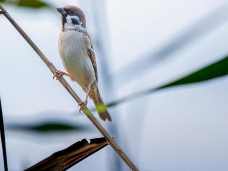 枝にとまるスズメの写真