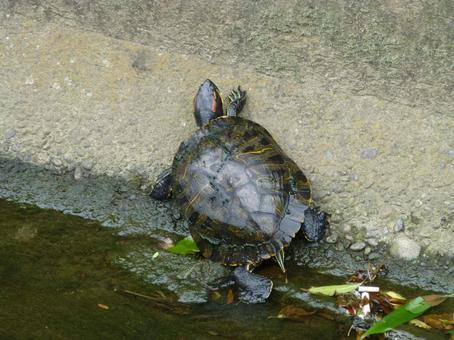 Photo, green turtle, turtle, reptiles, 