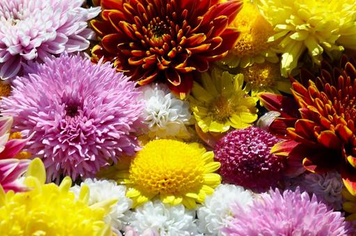 菊のテクスチャ 菊,花,観賞用の写真素材